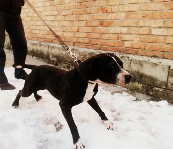 Photo of the dog