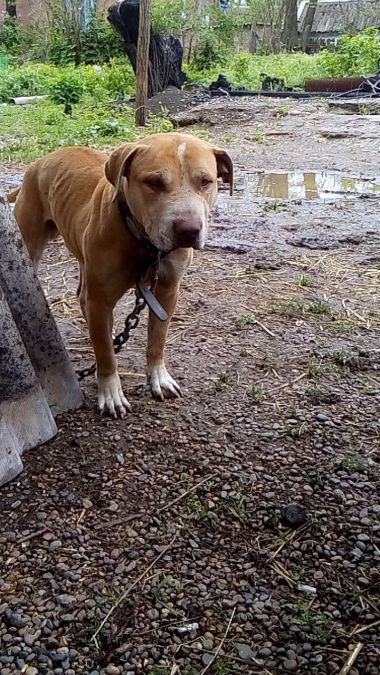 Photo of the dog