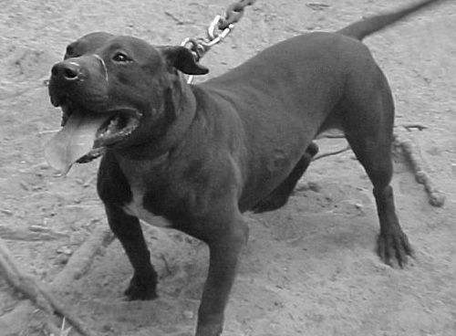 Photo of the dog