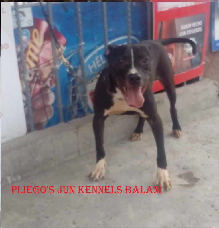 Photo of the dog