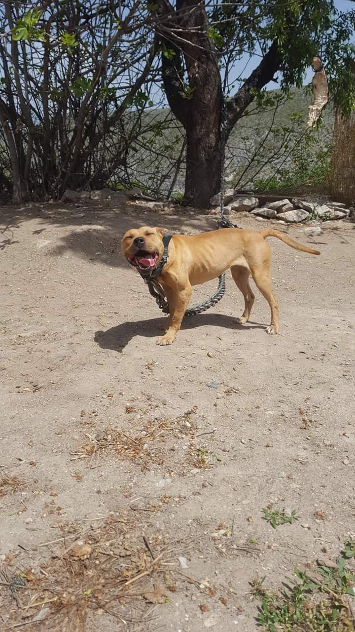 Photo of the dog