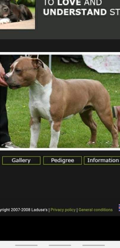 Photo of the dog