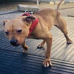 Photo of the dog