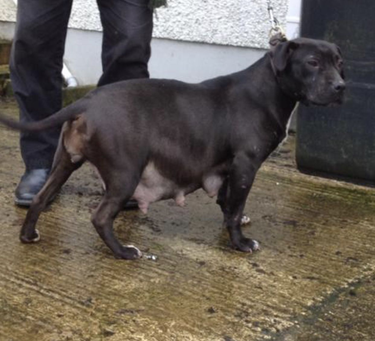 Photo of the dog