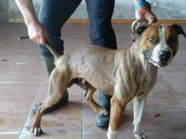 Photo of the dog