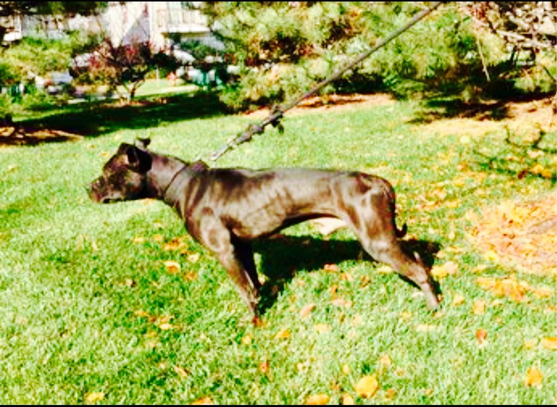 Photo of the dog