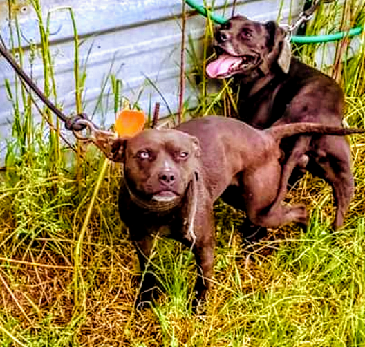 Photo of the dog