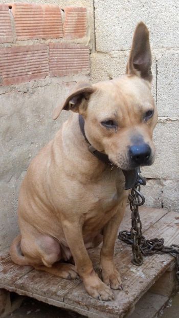 Photo of the dog