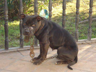 Photo of the dog
