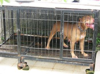 Photo of the dog