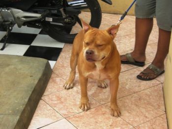 Photo of the dog
