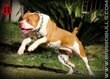 Photo of the dog