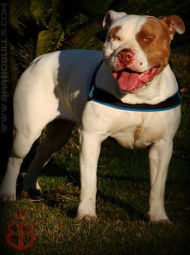 Photo of the dog