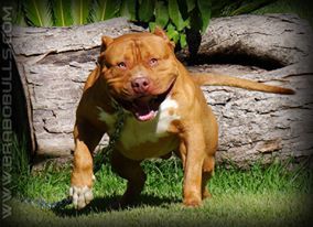 Photo of the dog