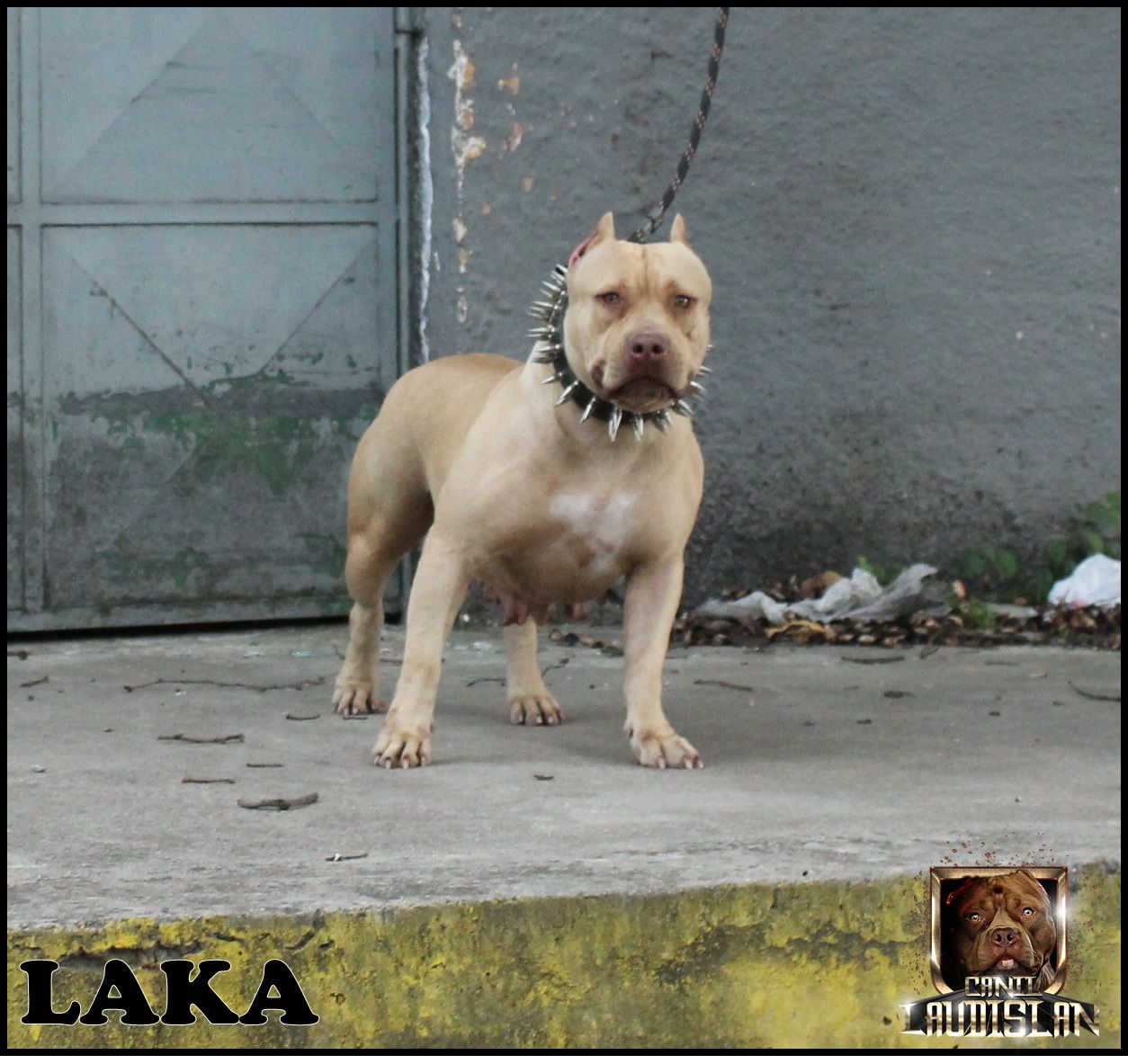 Photo of the dog