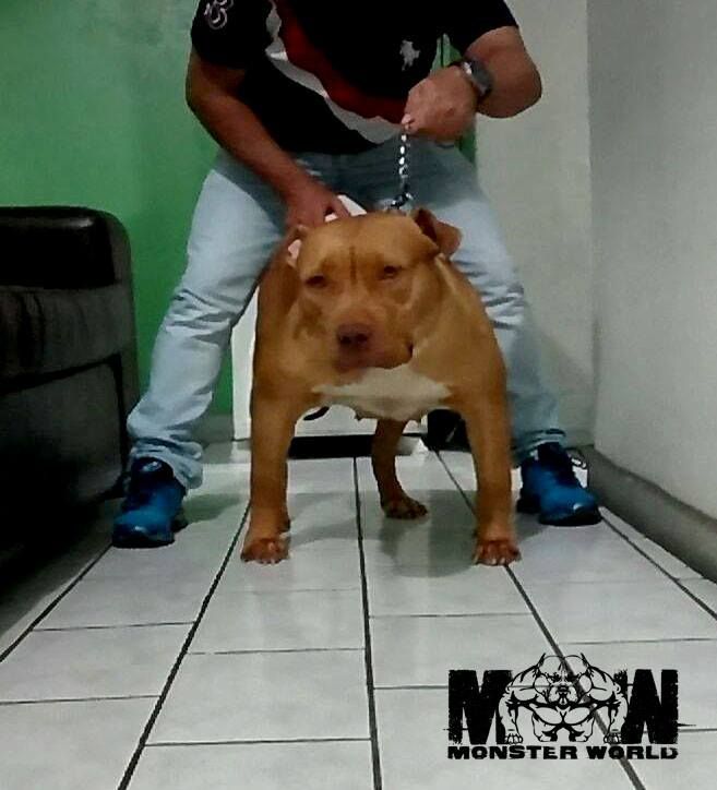 Photo of the dog