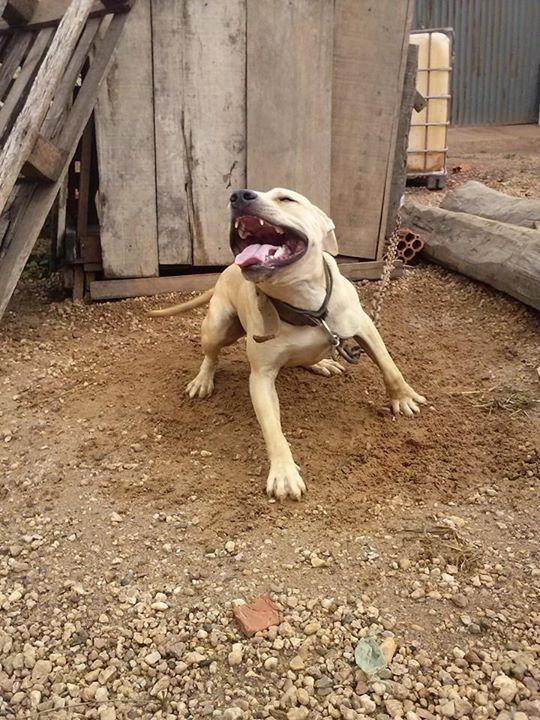 Photo of the dog