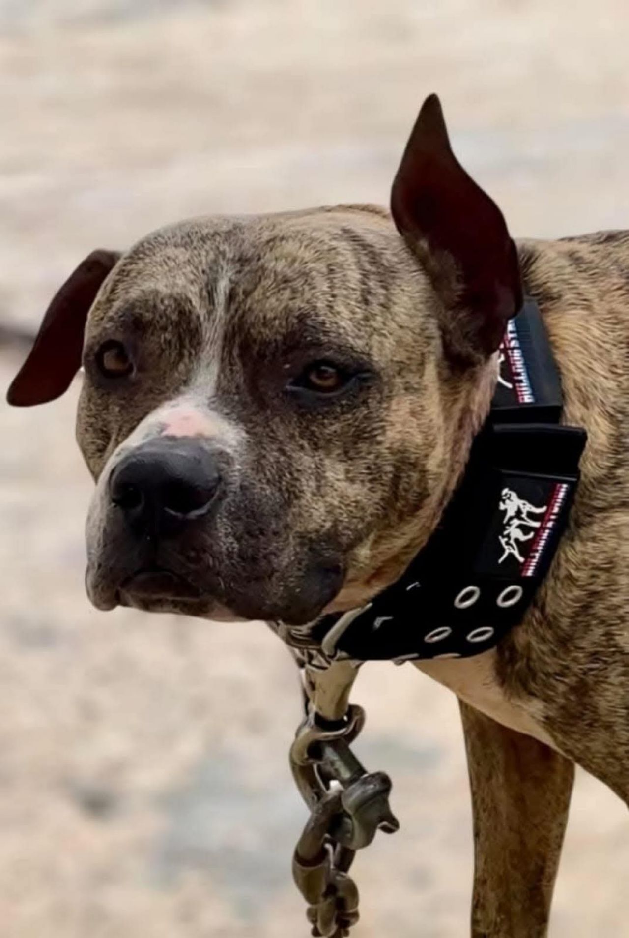 Photo of the dog
