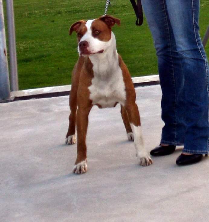 Photo of the dog