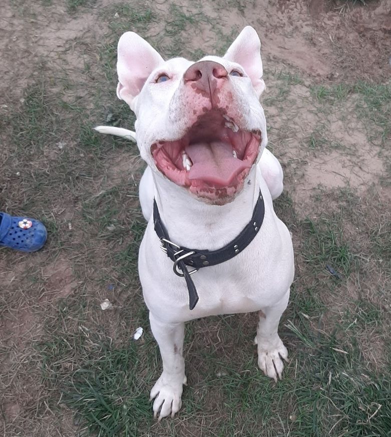 Photo of the dog