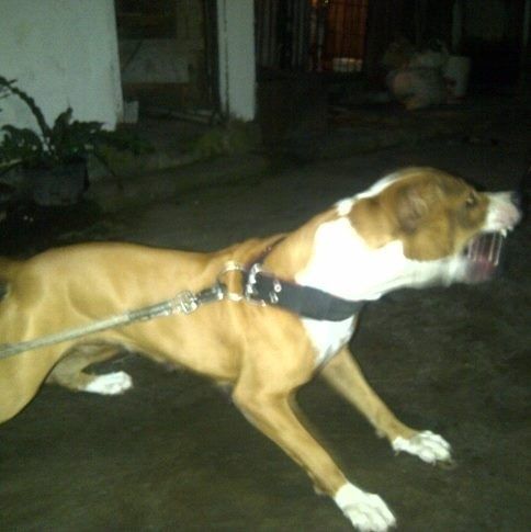Photo of the dog