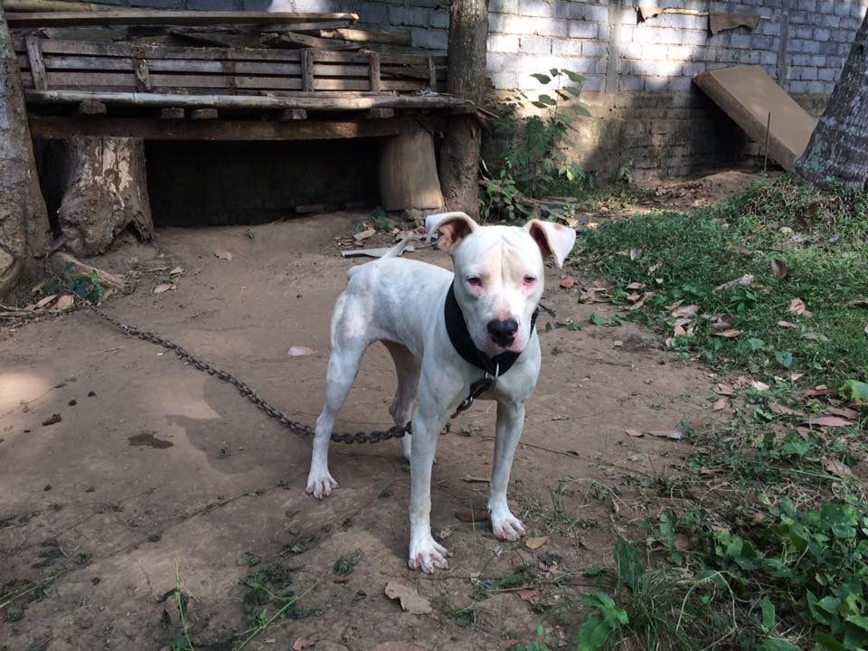 Photo of the dog