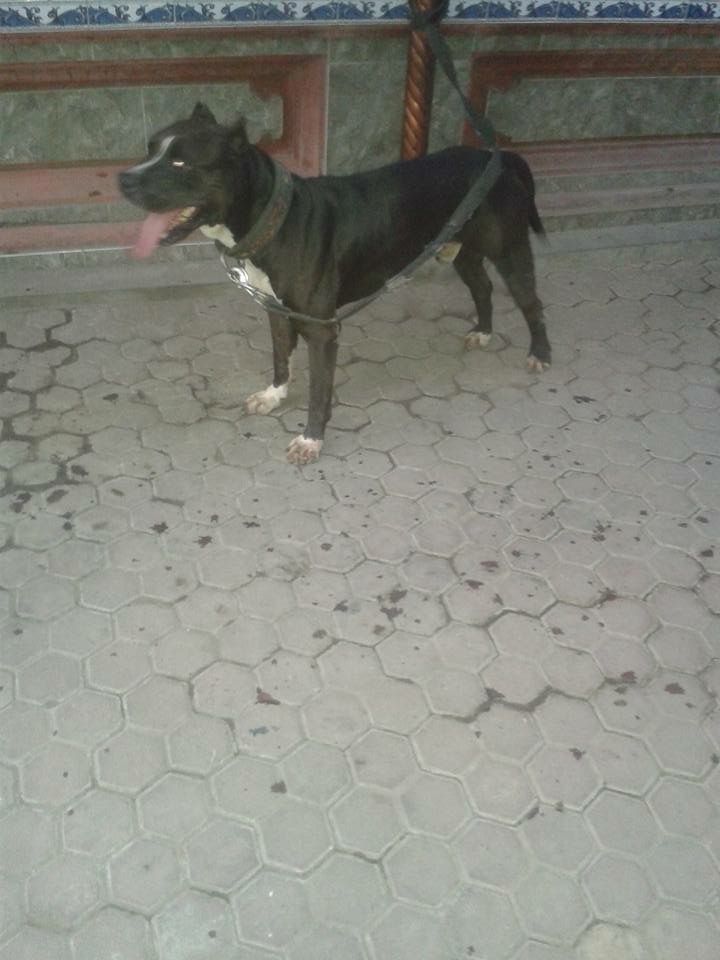 Photo of the dog