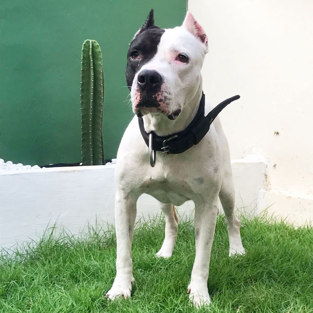 Photo of the dog