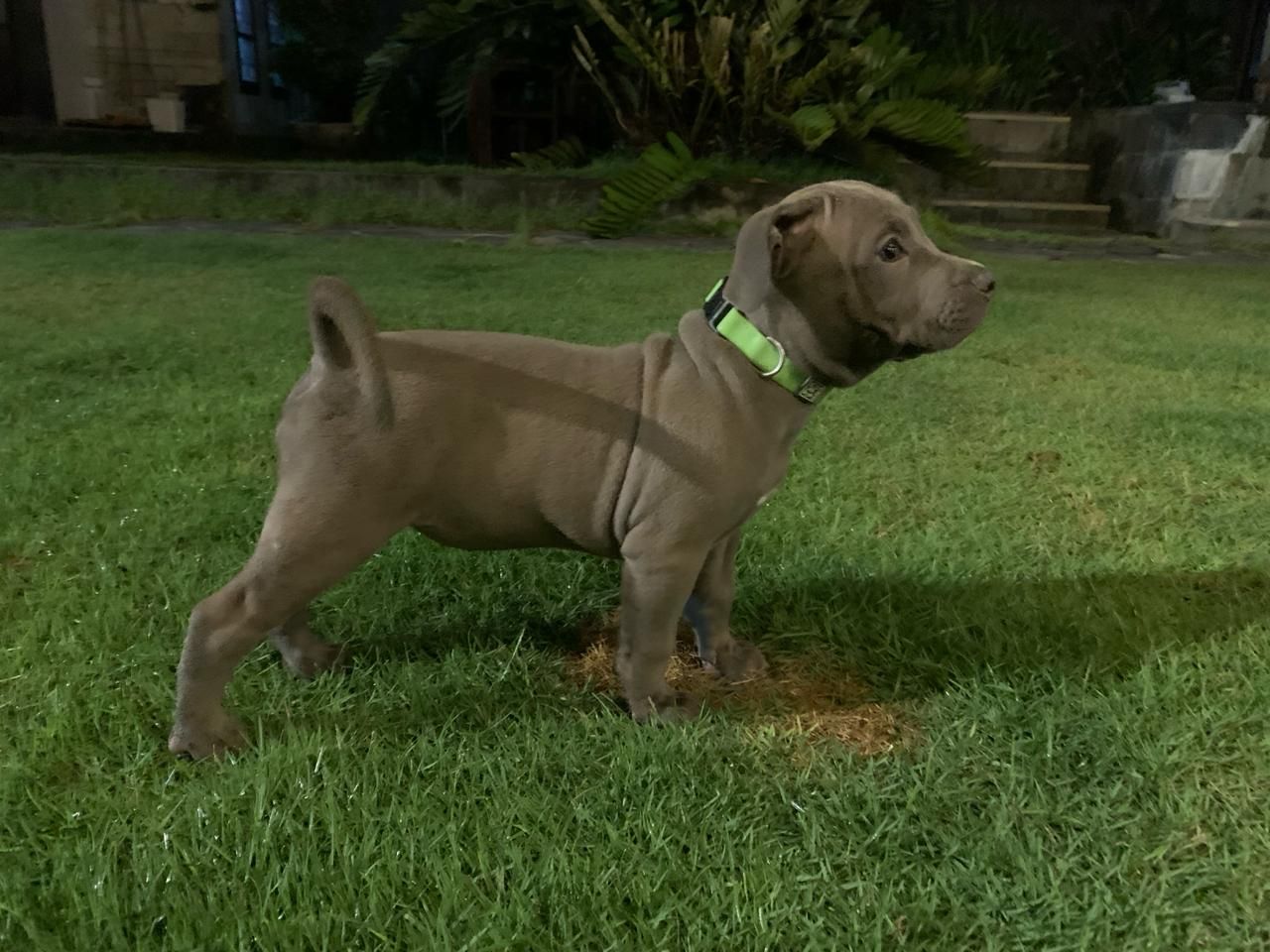 Photo of the dog