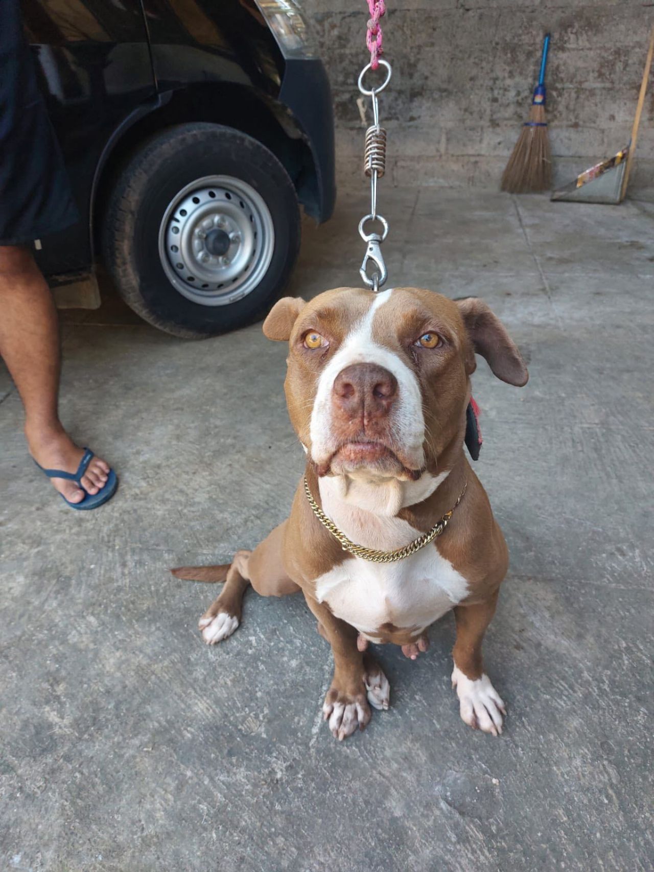 Photo of the dog