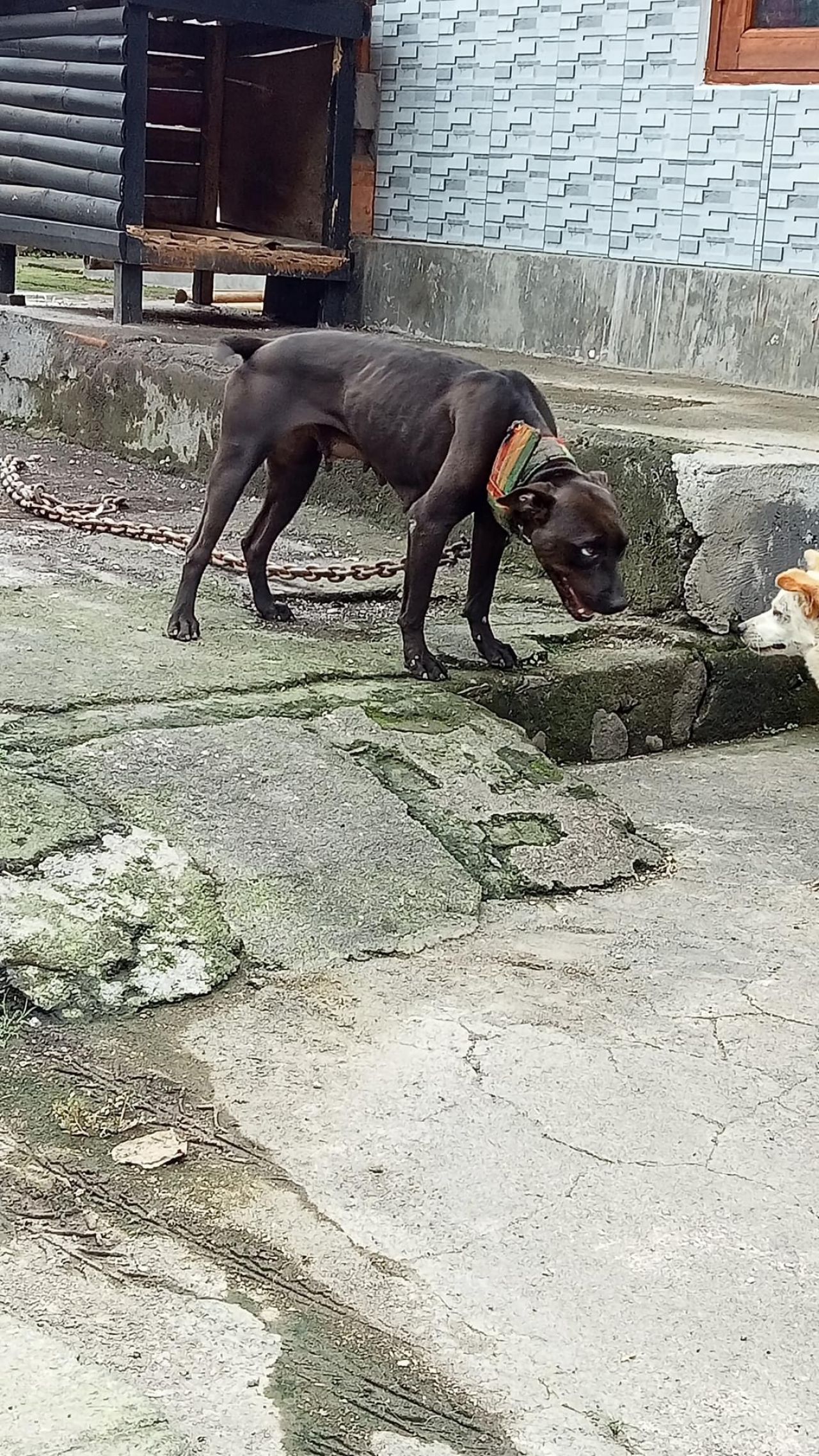 Photo of the dog