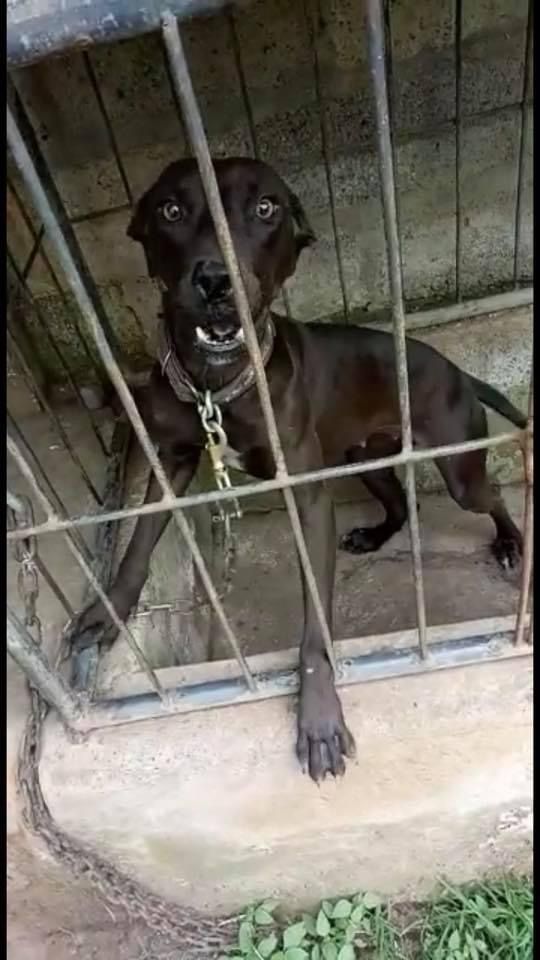 Photo of the dog