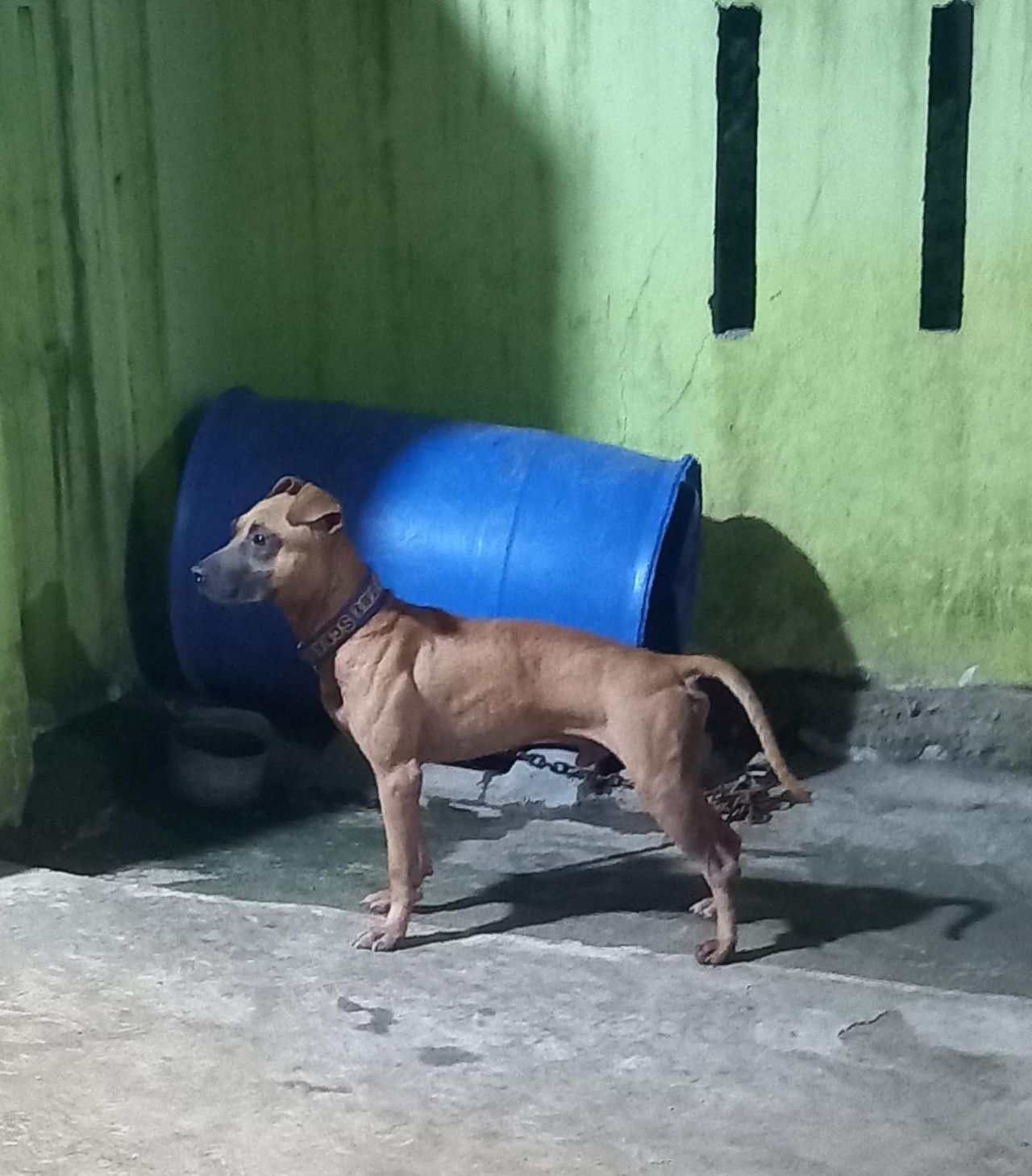 Photo of the dog