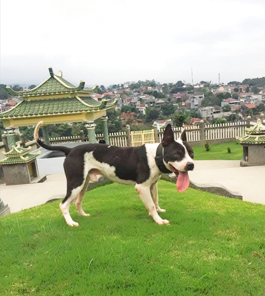 Photo of the dog