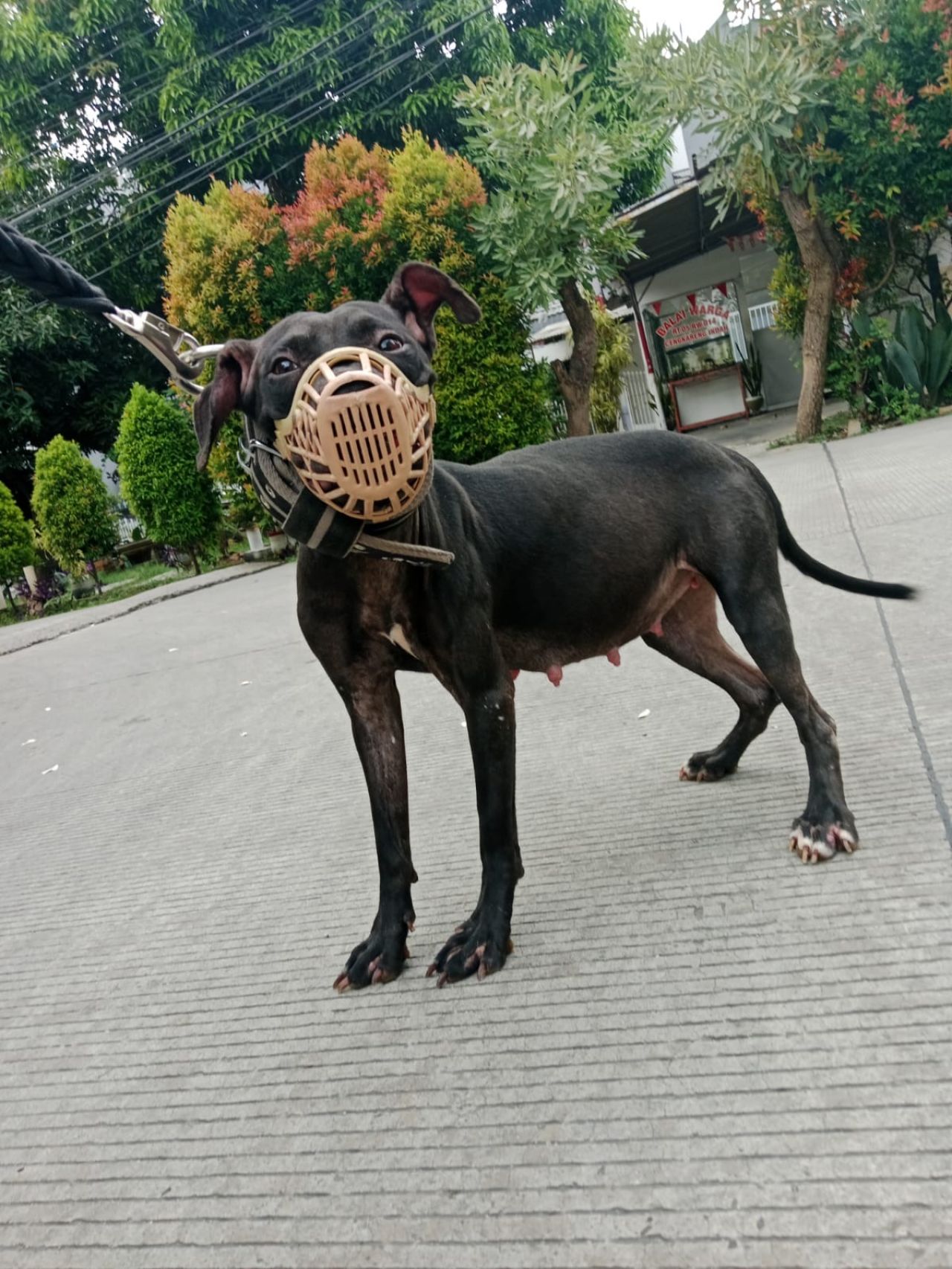 Photo of the dog