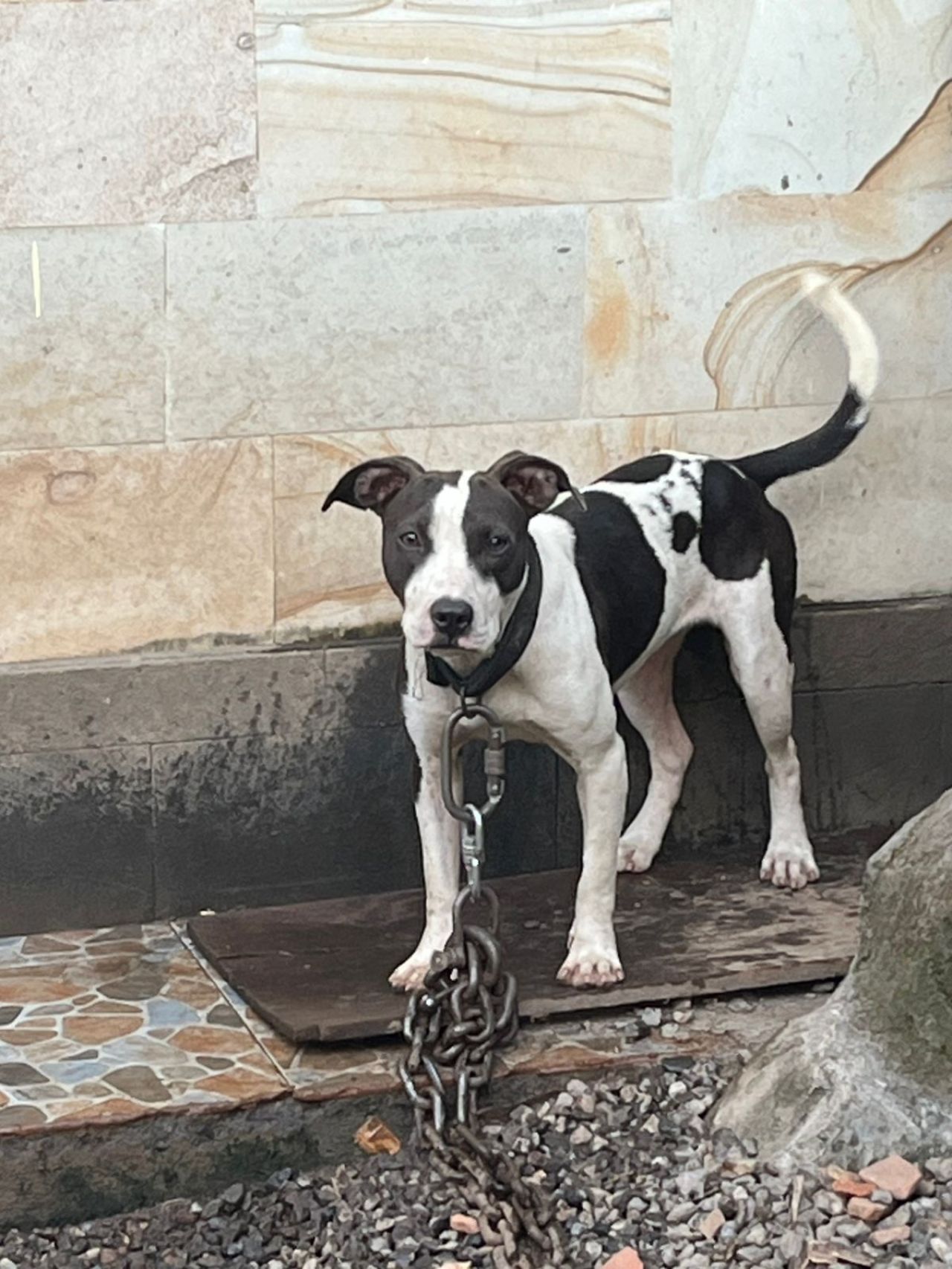 Photo of the dog
