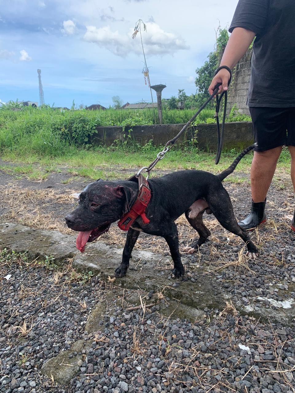 Photo of the dog