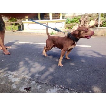 Photo of the dog