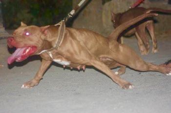 Photo of the dog