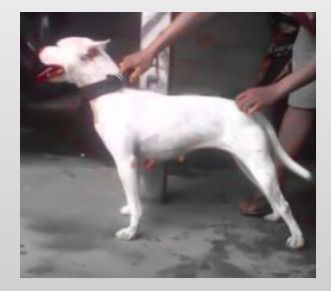 Photo of the dog