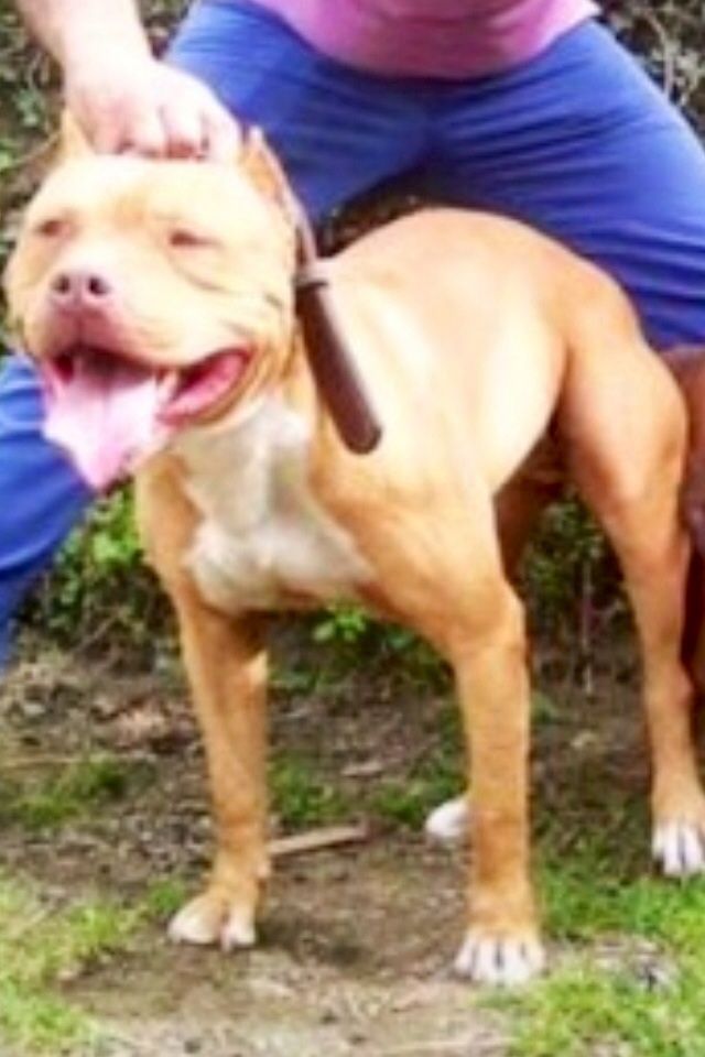 Photo of the dog