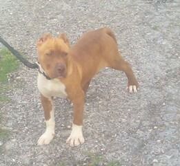 Photo of the dog