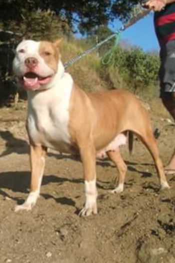 Photo of the dog