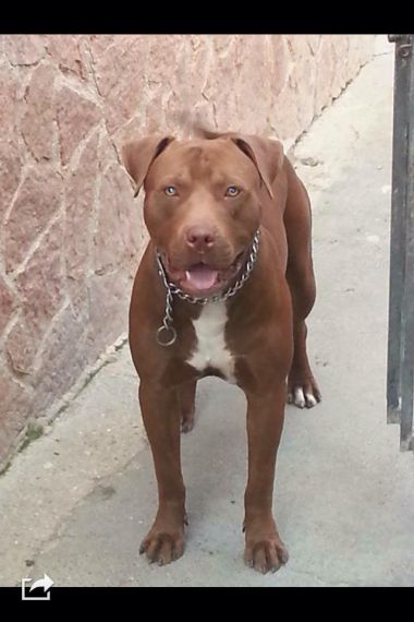 Photo of the dog