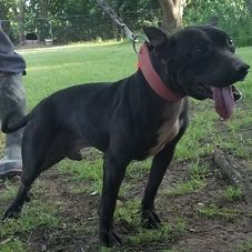 Photo of the dog