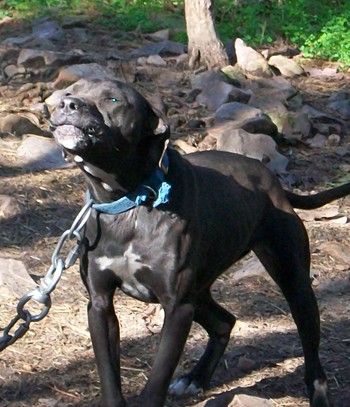 Photo of the dog