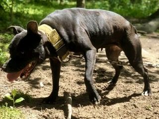 Photo of the dog