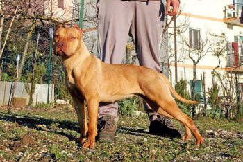 Photo of the dog