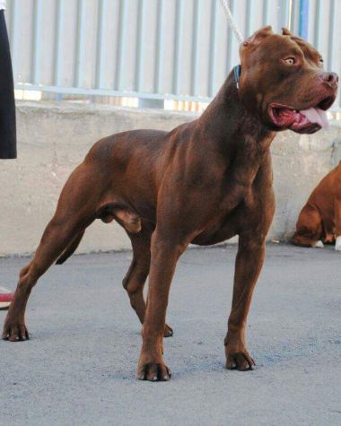 Photo of the dog