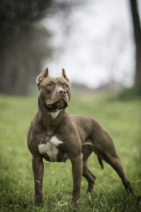 Photo of the dog